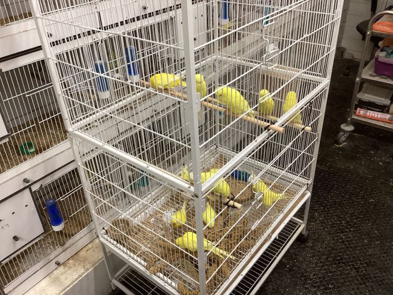 Adult and baby budgies for sale