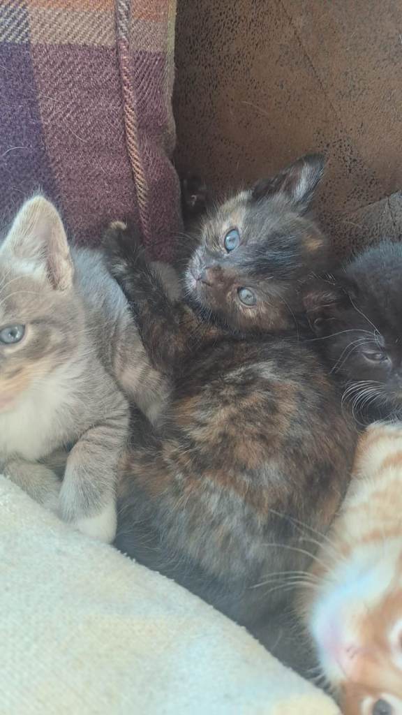 Kittens for sale