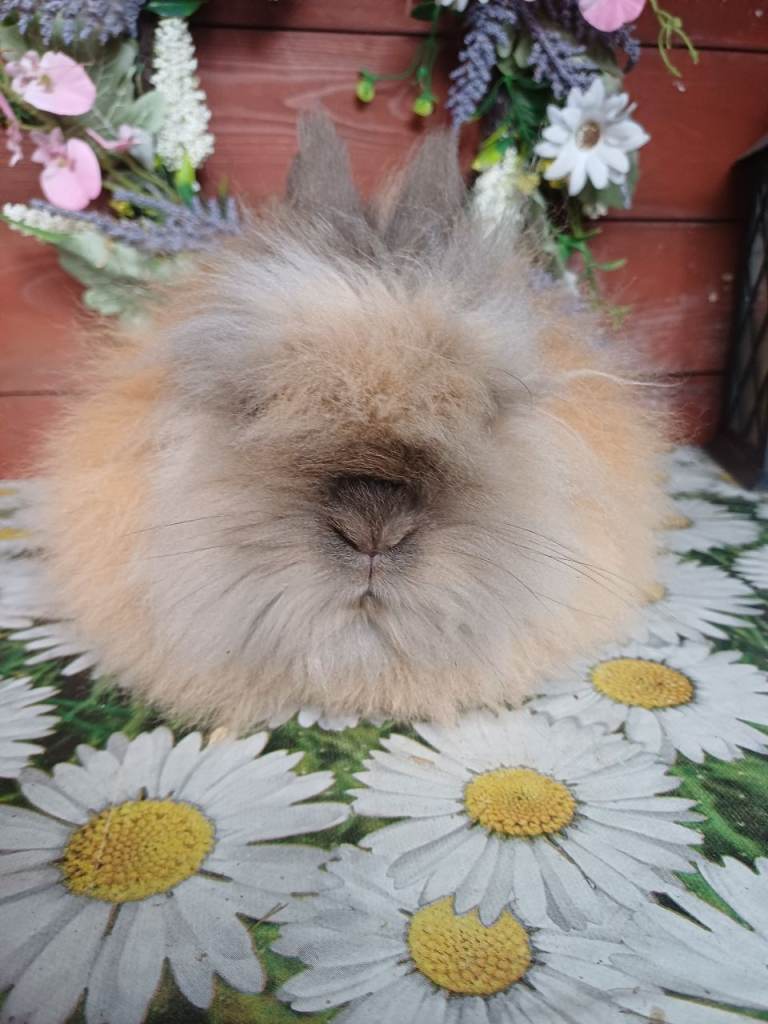  Lionhead buck
