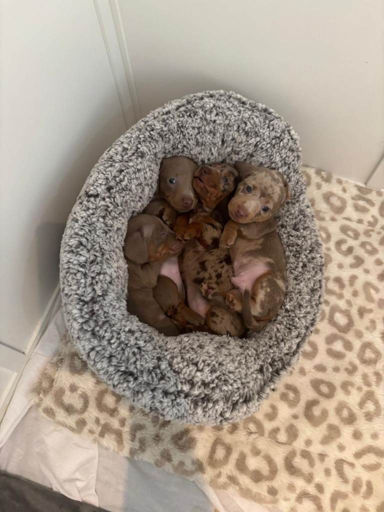 KC registered miniature dachounds for sale