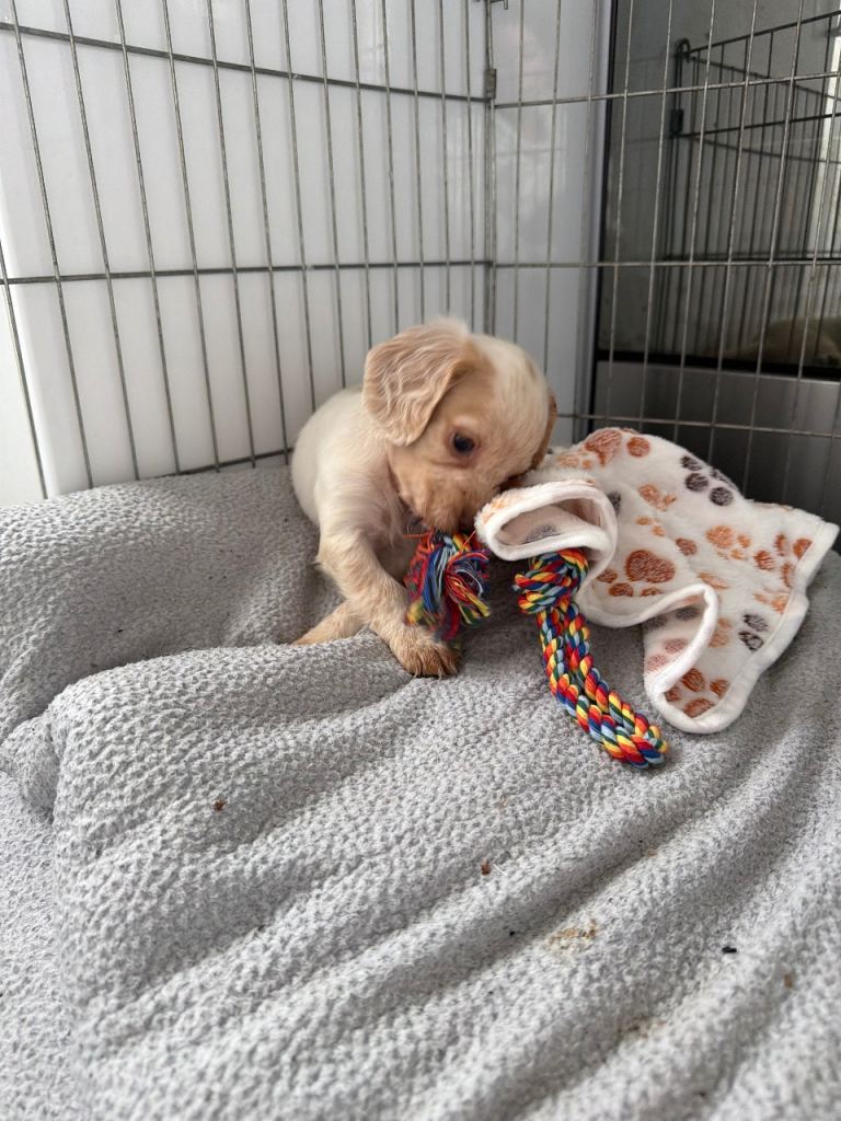 1 Left Gorgeous cocker spaniel pups 