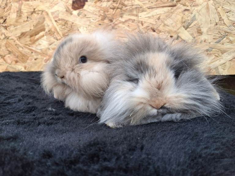FREE STARTER PACK! Stunning lionlops babies. 