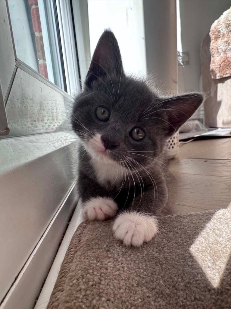 Beautiful 9-Week-Old Kittens Looking for Loving Homes