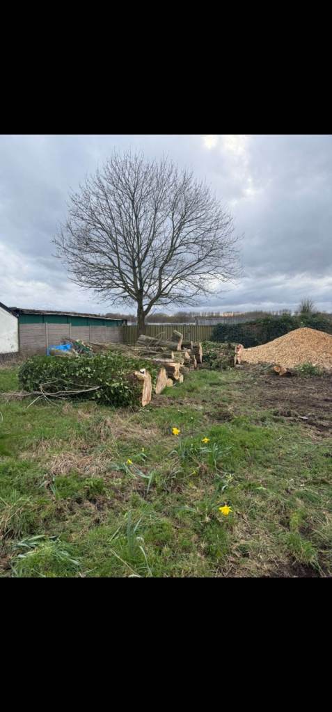 Free logs and woodchip
