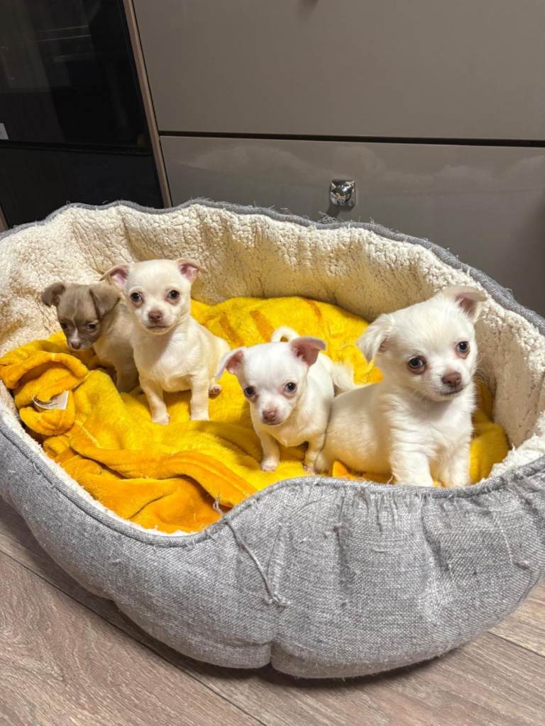 Chihuahua puppies 