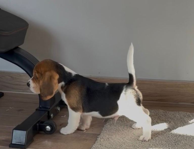 K c reg Charter-wood beagles  