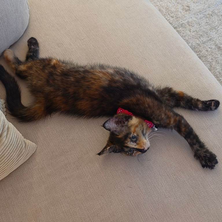tortoiseshell kitten 
