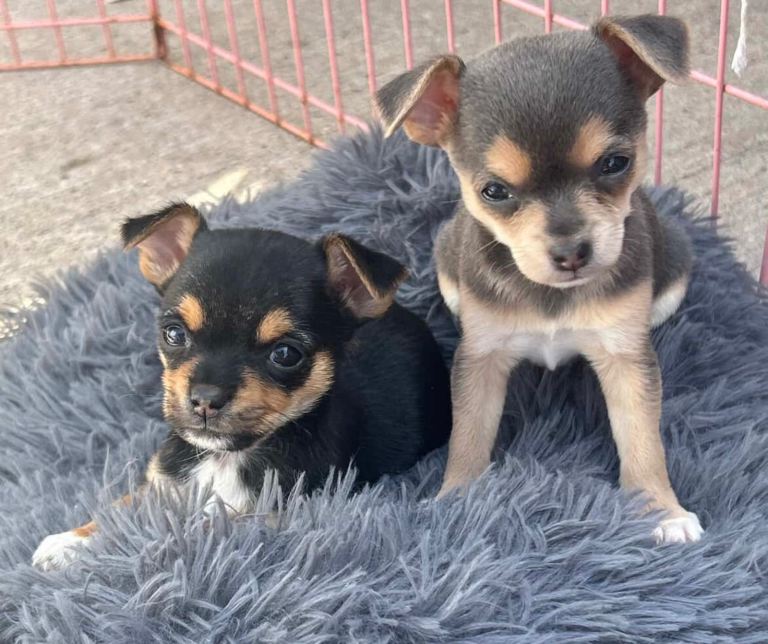 Jack russell x chihuahua puppies 