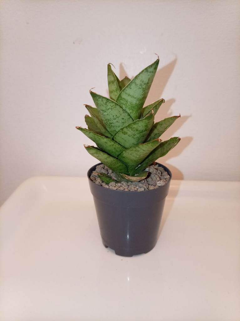 Sansevieria Tough Lady Snake Plant houseplant Pot 6cm