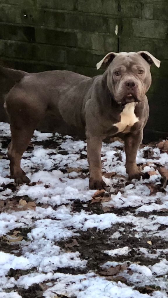 American Bully Dog Ready for Rehoming need to go ASAP