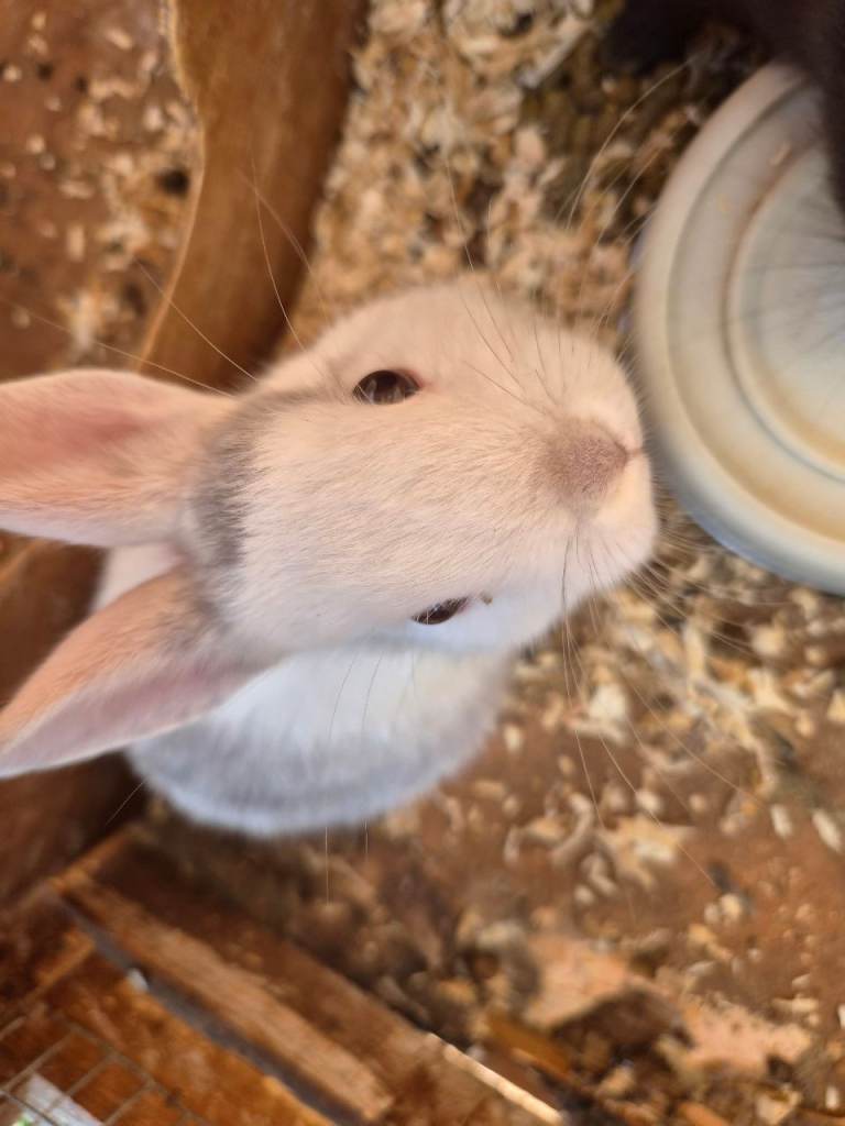 Rabbits need new homes