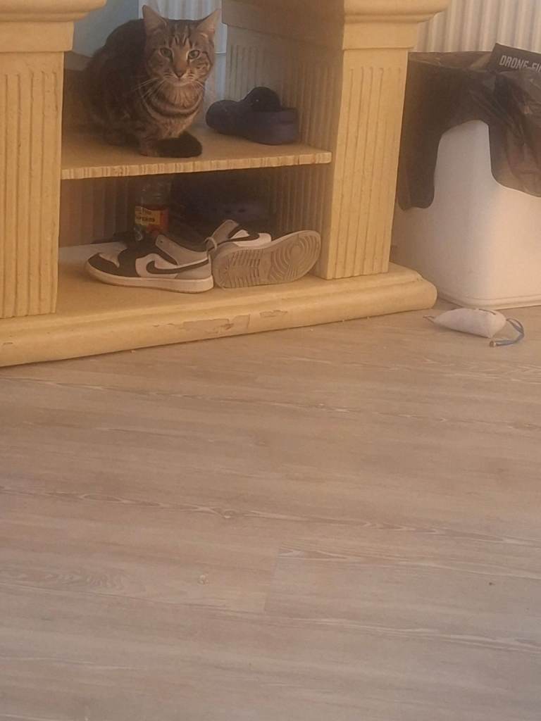 3 Cats in need of a new home 