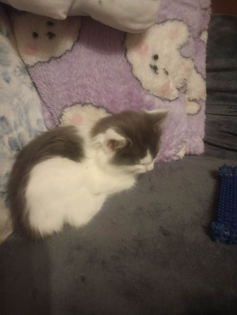 Adorable little kittens sold