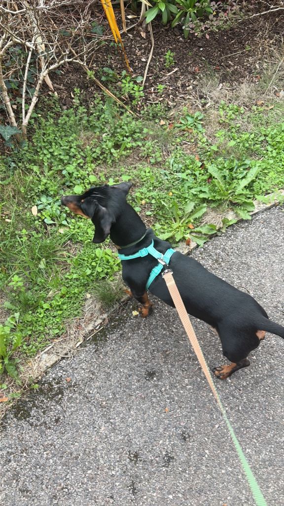 Dachshund 