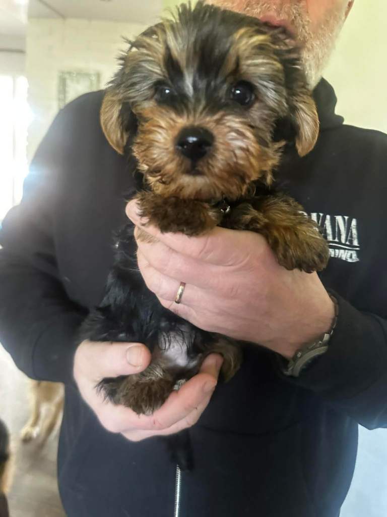 Beautiful Yorkie pup - just 1 boy left