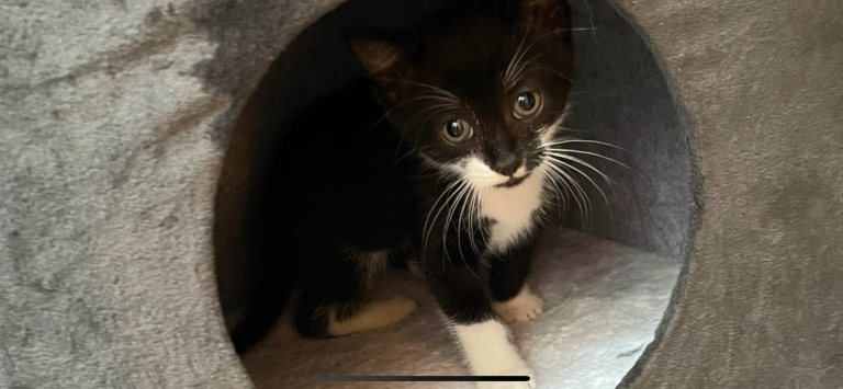 Kittens 