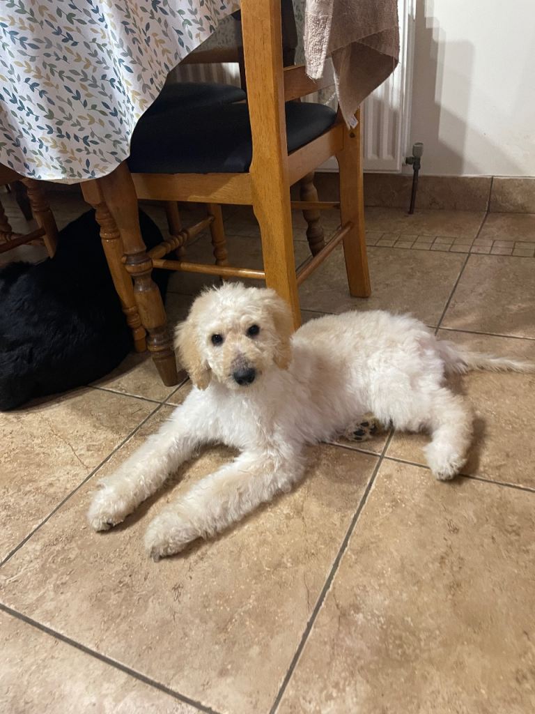 Labradoodle Puppy for sale