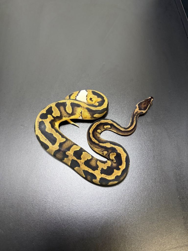 Ball python/Royal python