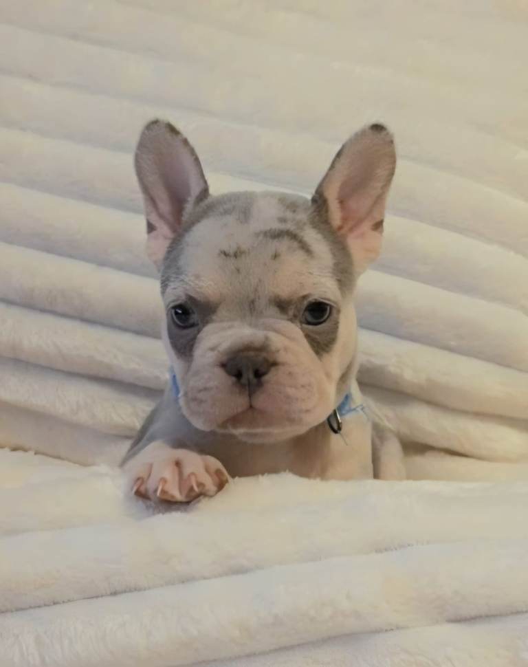 READY TO LEAVE TODAY 🩷🩵 1 Boy left Beautiful Baby French Bulldog Pups 🩵🩷