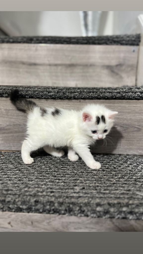 2 fluffy playful kittens for sale £120 each