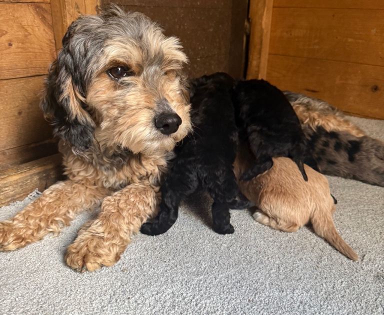 Cockapoo puppies 