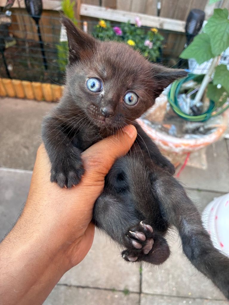 Two kittens boys 
