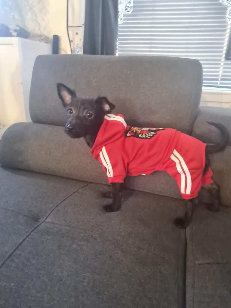 Small black puppy in a red tracksuit