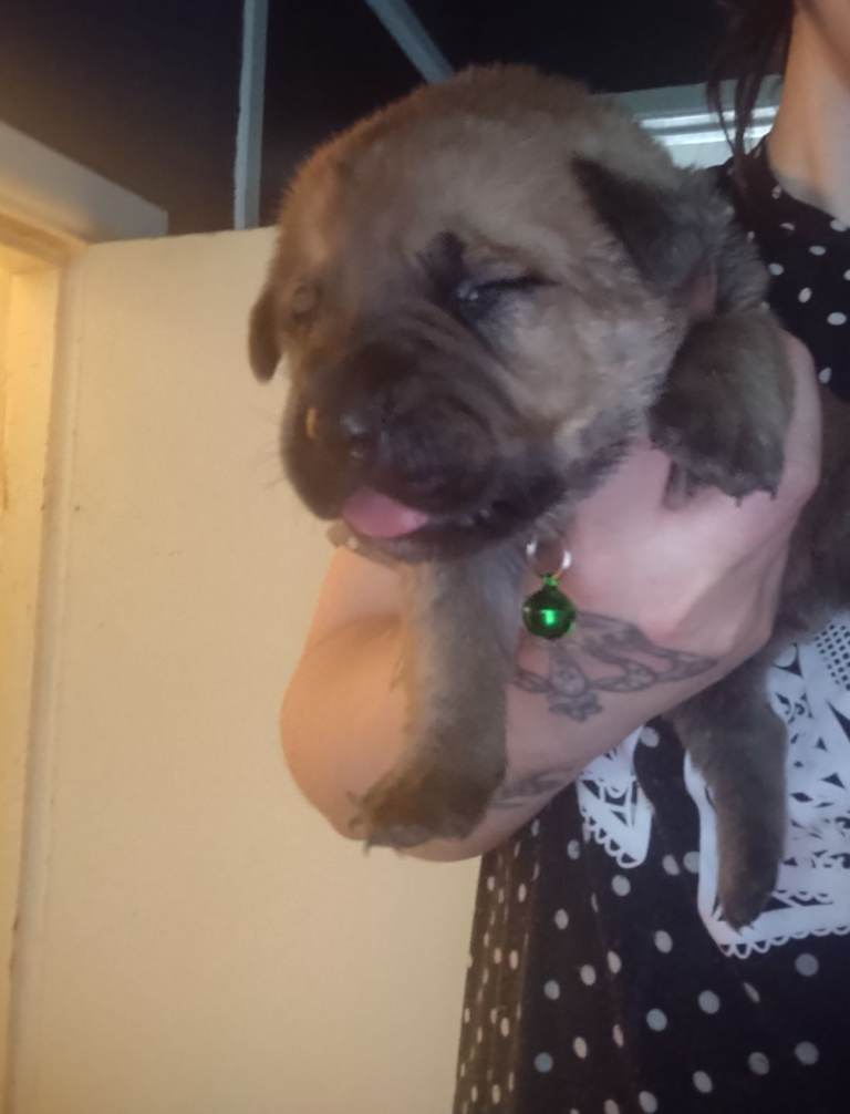 Mastiff mix puppies 