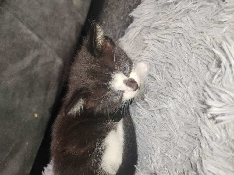 Kittens 