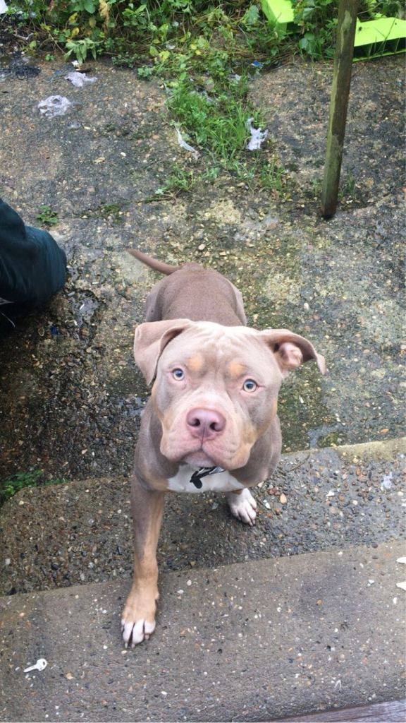 Dog to be rehomed