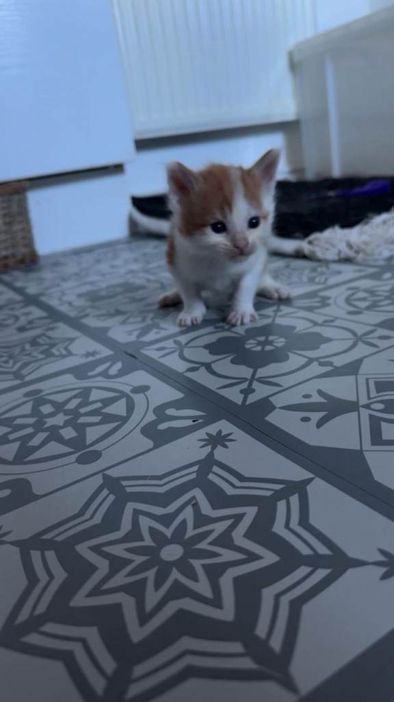 Maine Coon cross kittens