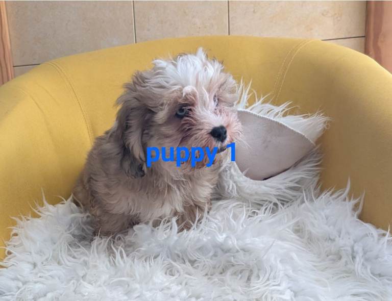 Adorable, dachshund/schnauzer/shichon