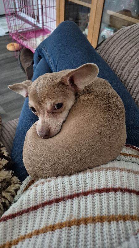 Ellie 6 month old chiweenie 