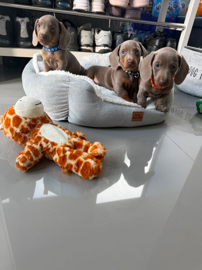 Miniature Dachshund Puppies