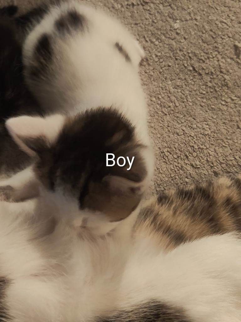 3 weeks old kittens 