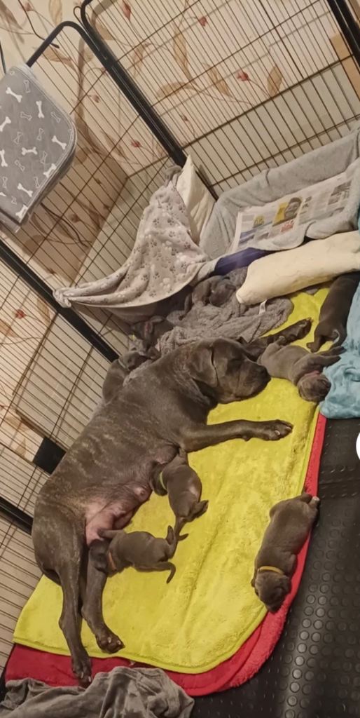 Stunning 4th Generation Cane Corso male pups