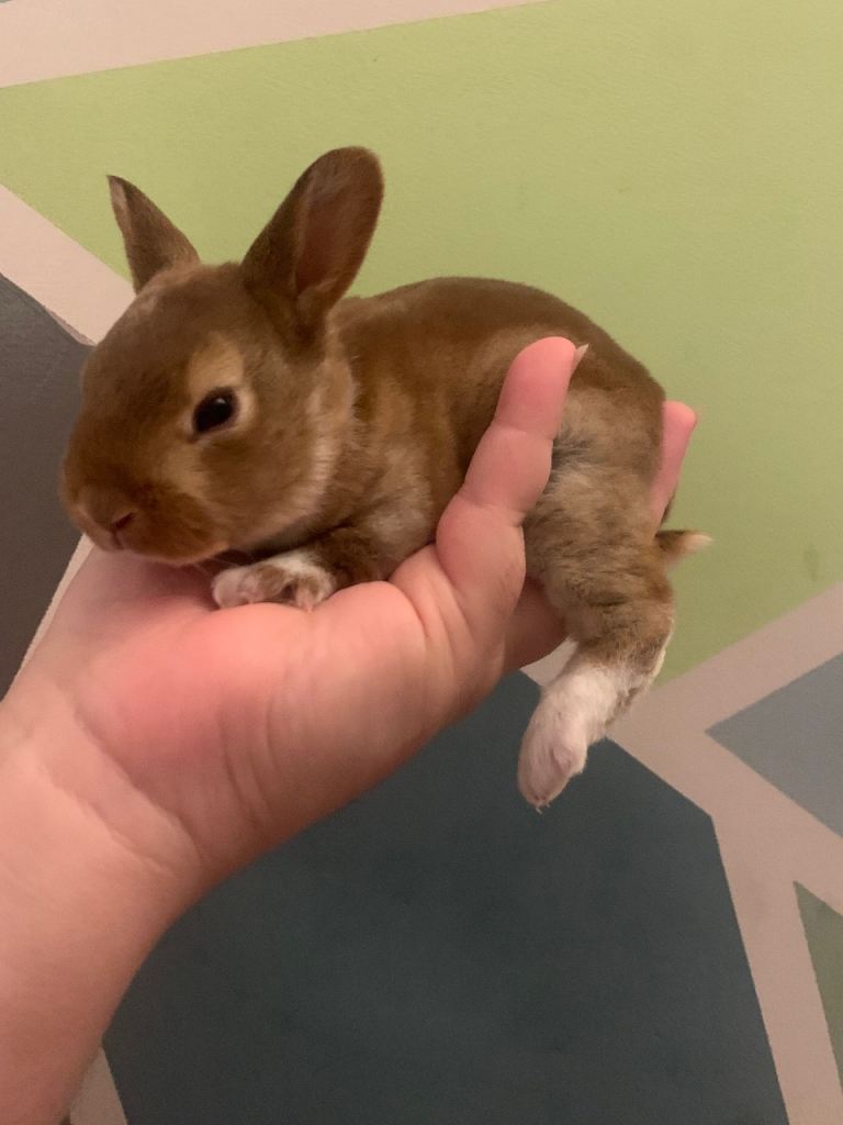 Purebred with pedigree Standard Rex Rabbits