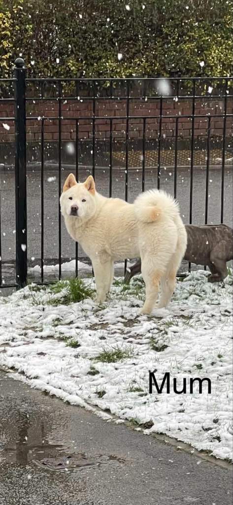 Akita mix puppies 