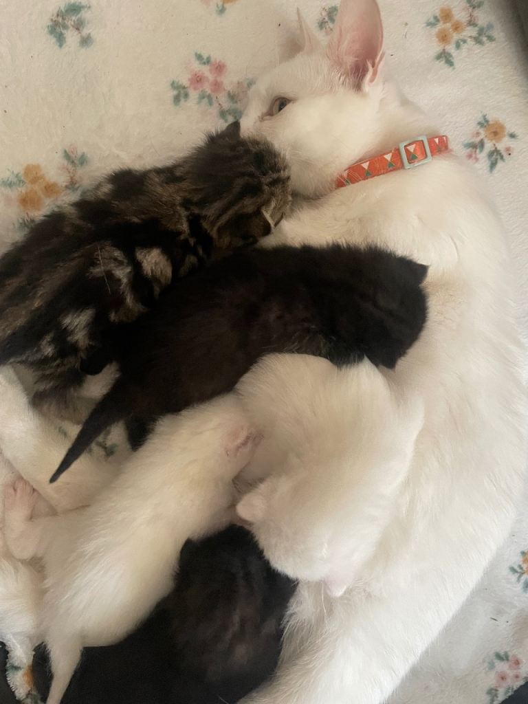 5 kitties looking for homes