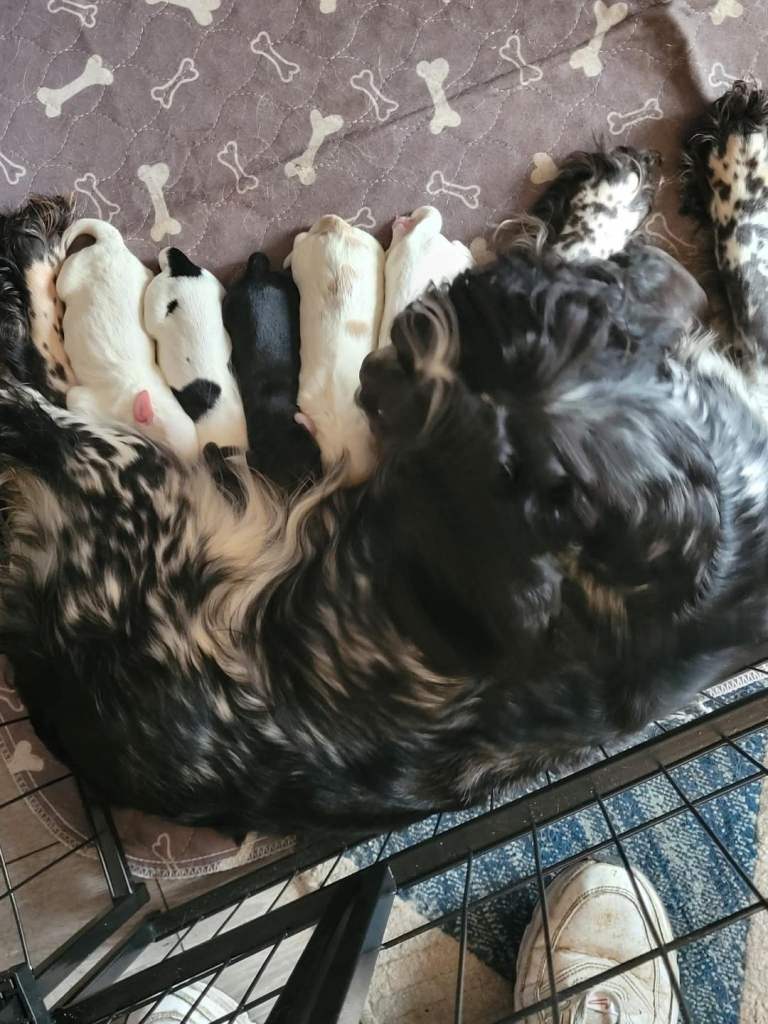 Cocker Spaniels 