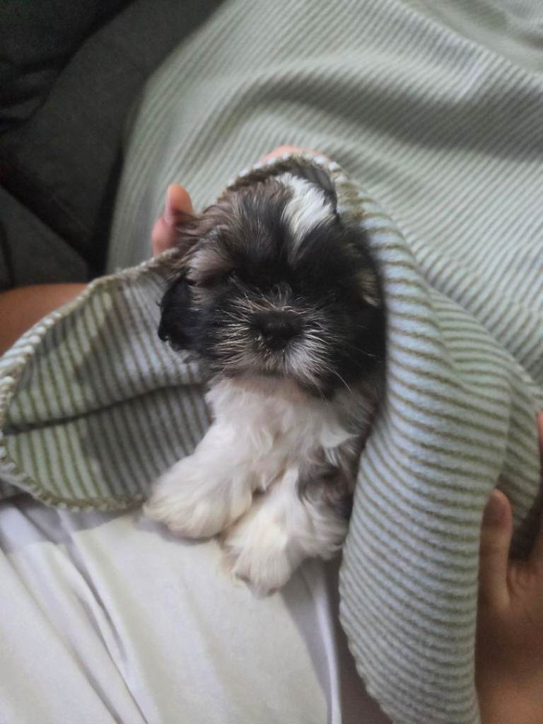 Shih Tzu puppies for sale