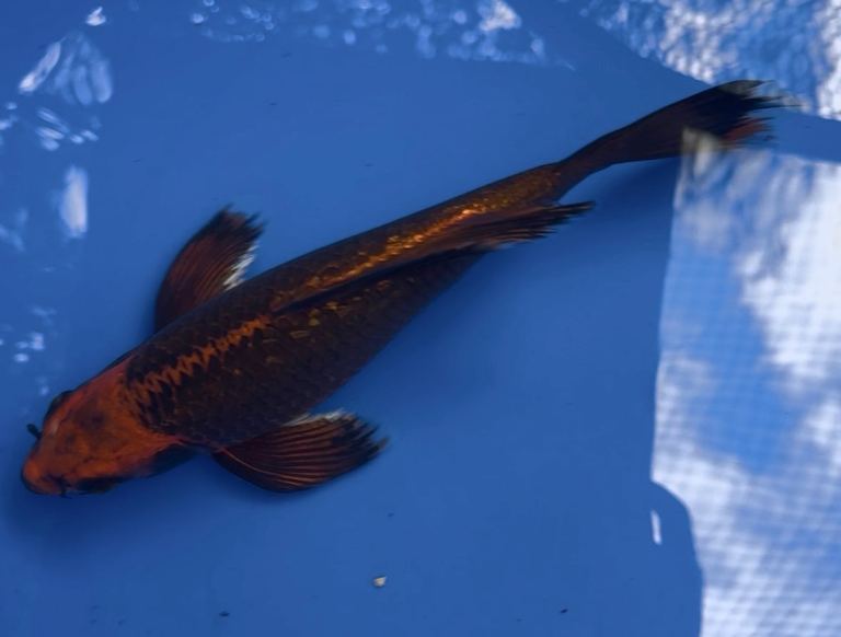 Japanese Longfin Butterfly Koi 