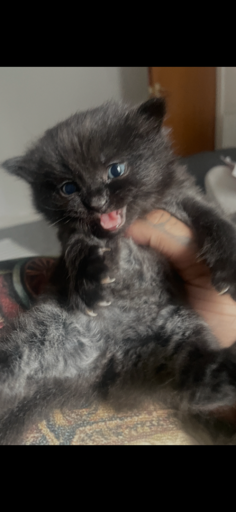 Mother cat and 2 kittens £110 for all 3 to a good home 