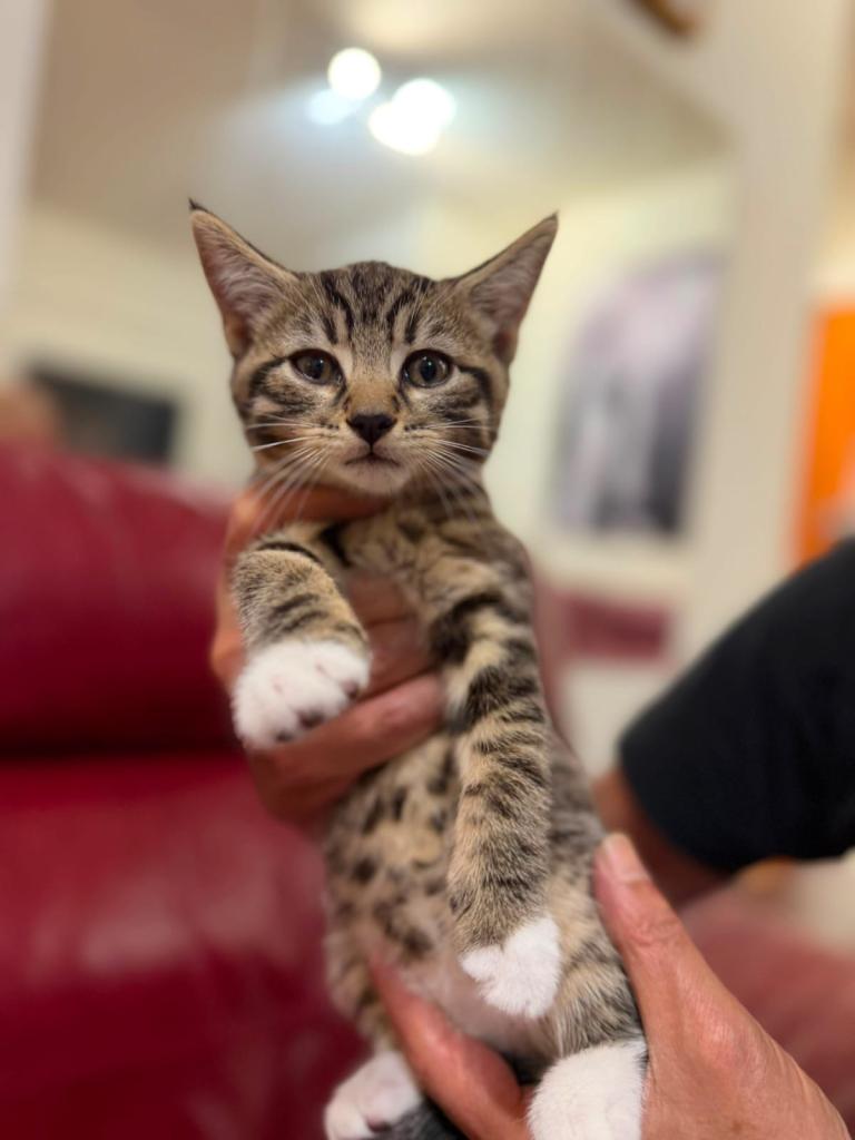 KITTENS FOR SALE LOOKING FOR HOMES ASAP