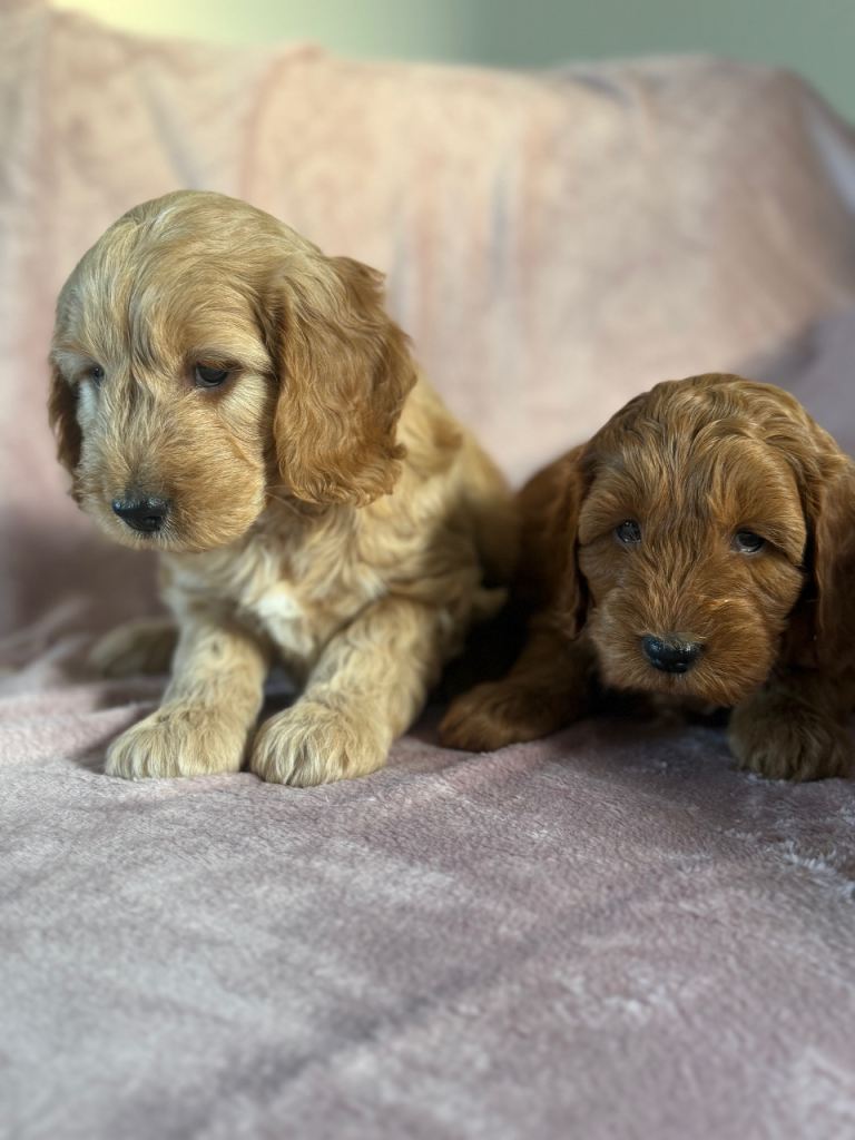 Adorable cockapoo puppies 
