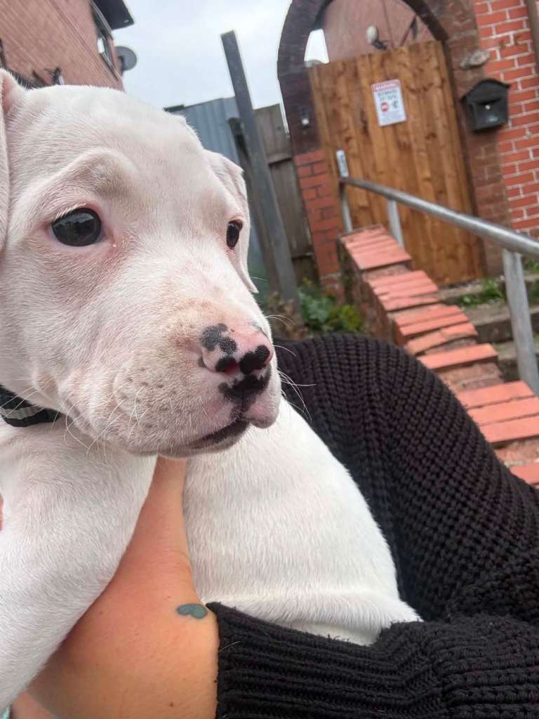 Female American Bulldog