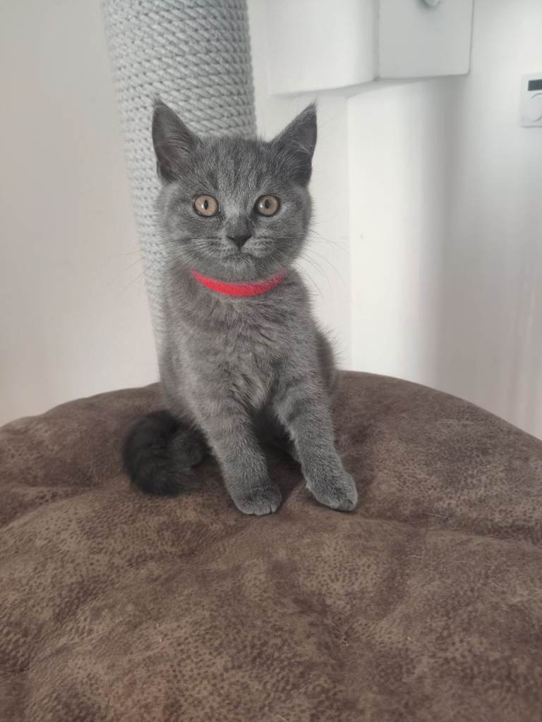 British blue 