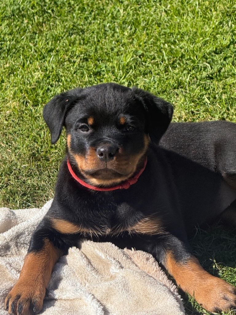 Rottweiler pups 