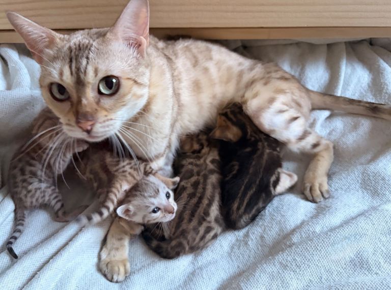 Kittens (bengal)