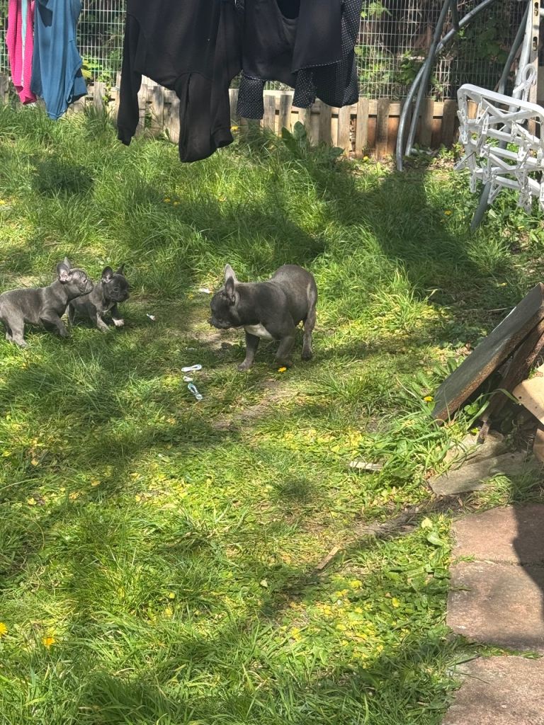 2 baby girls looking for their forever  home